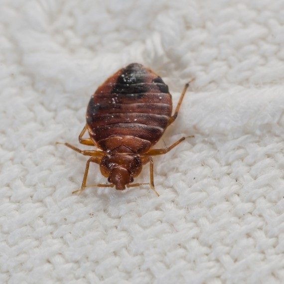 Bed Bugs, Pest Control in Crystal Palace, Upper Norwood, SE19. Call Now! 020 8166 9746