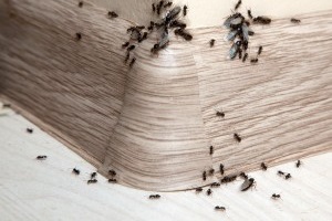 Ant Control, Pest Control in Crystal Palace, Upper Norwood, SE19. Call Now 020 8166 9746