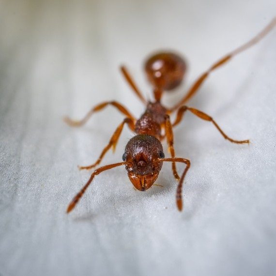 Field Ants, Pest Control in Crystal Palace, Upper Norwood, SE19. Call Now! 020 8166 9746