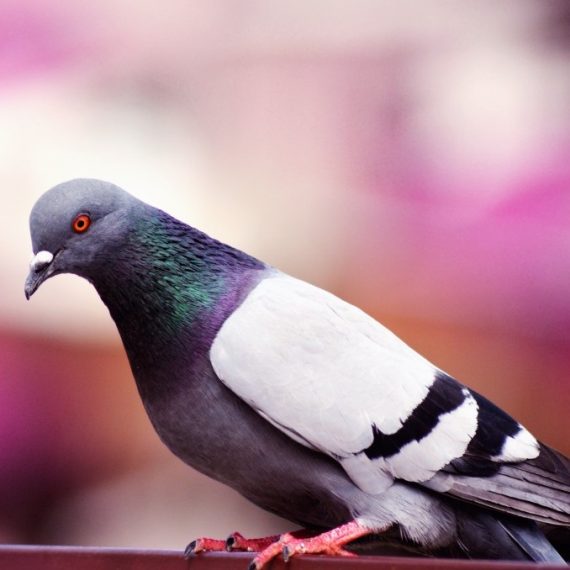 Birds, Pest Control in Crystal Palace, Upper Norwood, SE19. Call Now! 020 8166 9746