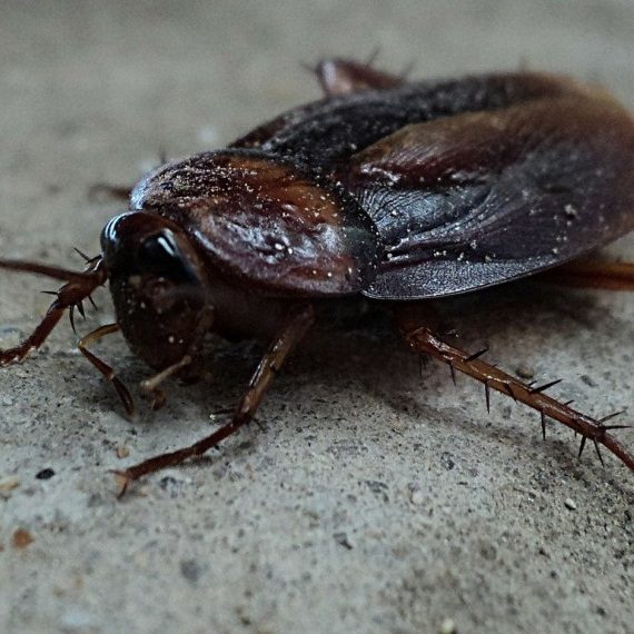 Cockroaches, Pest Control in Crystal Palace, Upper Norwood, SE19. Call Now! 020 8166 9746