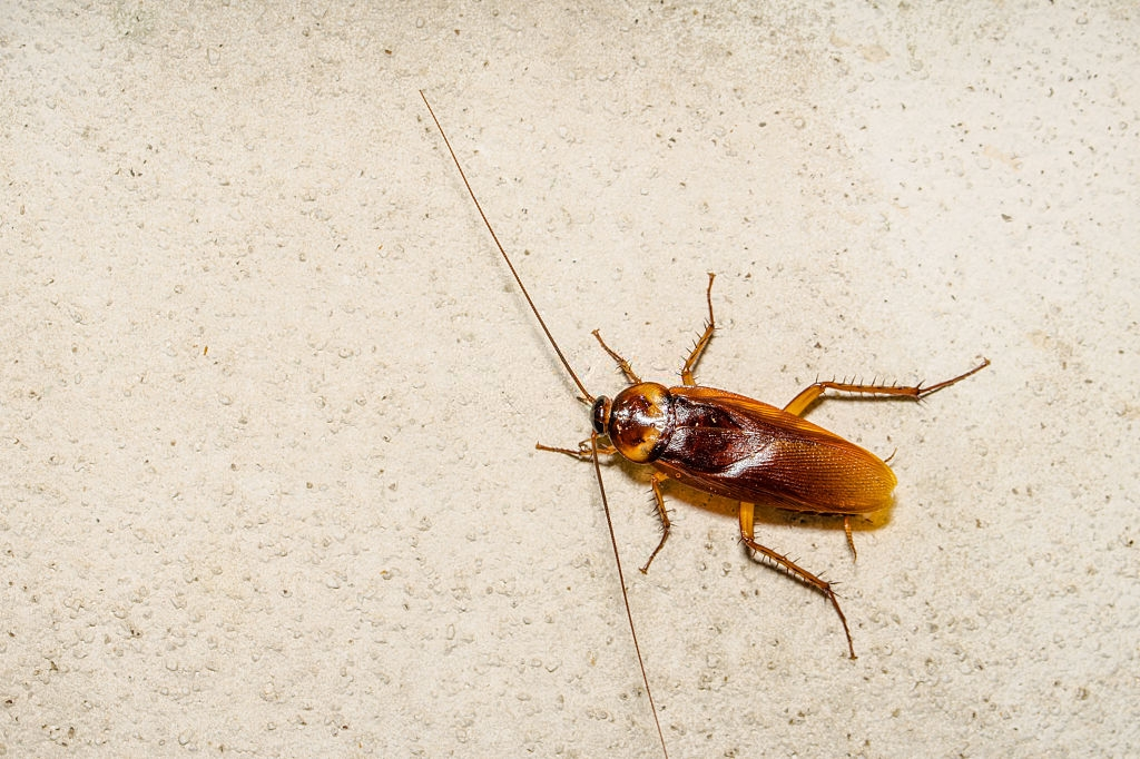 Cockroach Control, Pest Control in Crystal Palace, Upper Norwood, SE19. Call Now 020 8166 9746