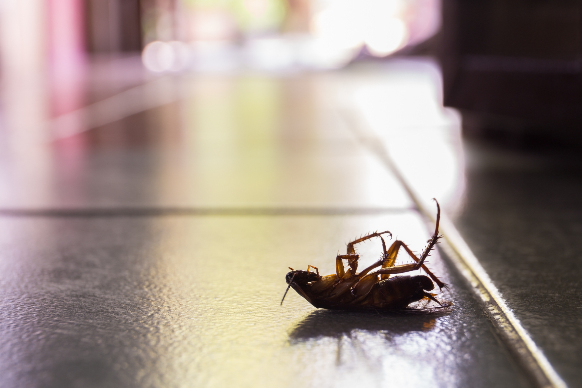 Cockroach Control, Pest Control in Crystal Palace, Upper Norwood, SE19. Call Now 020 8166 9746