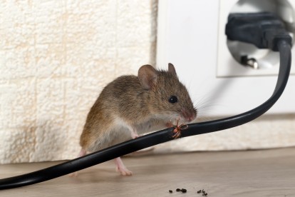 Pest Control in Crystal Palace, Upper Norwood, SE19. Call Now! 020 8166 9746