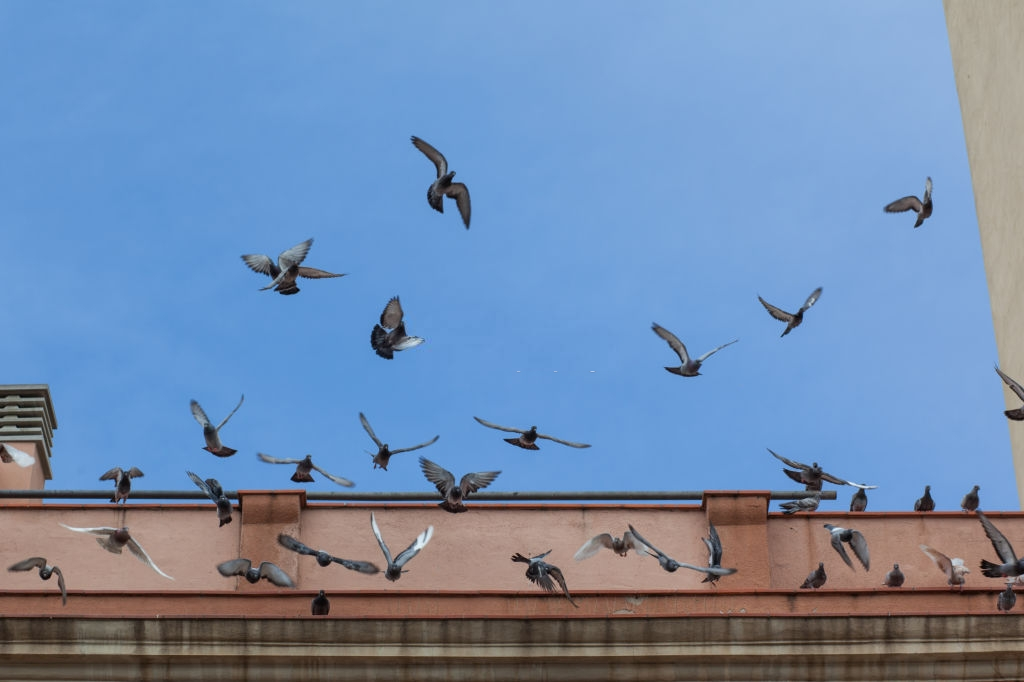 Pigeon Pest, Pest Control in Crystal Palace, Upper Norwood, SE19. Call Now 020 8166 9746