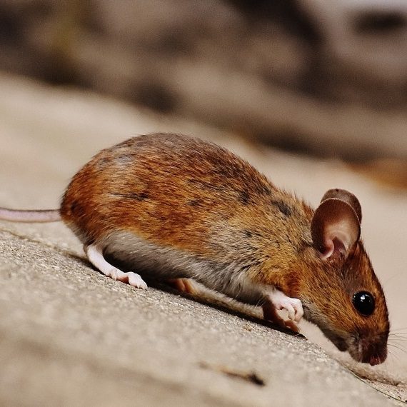 Mice, Pest Control in Crystal Palace, Upper Norwood, SE19. Call Now! 020 8166 9746