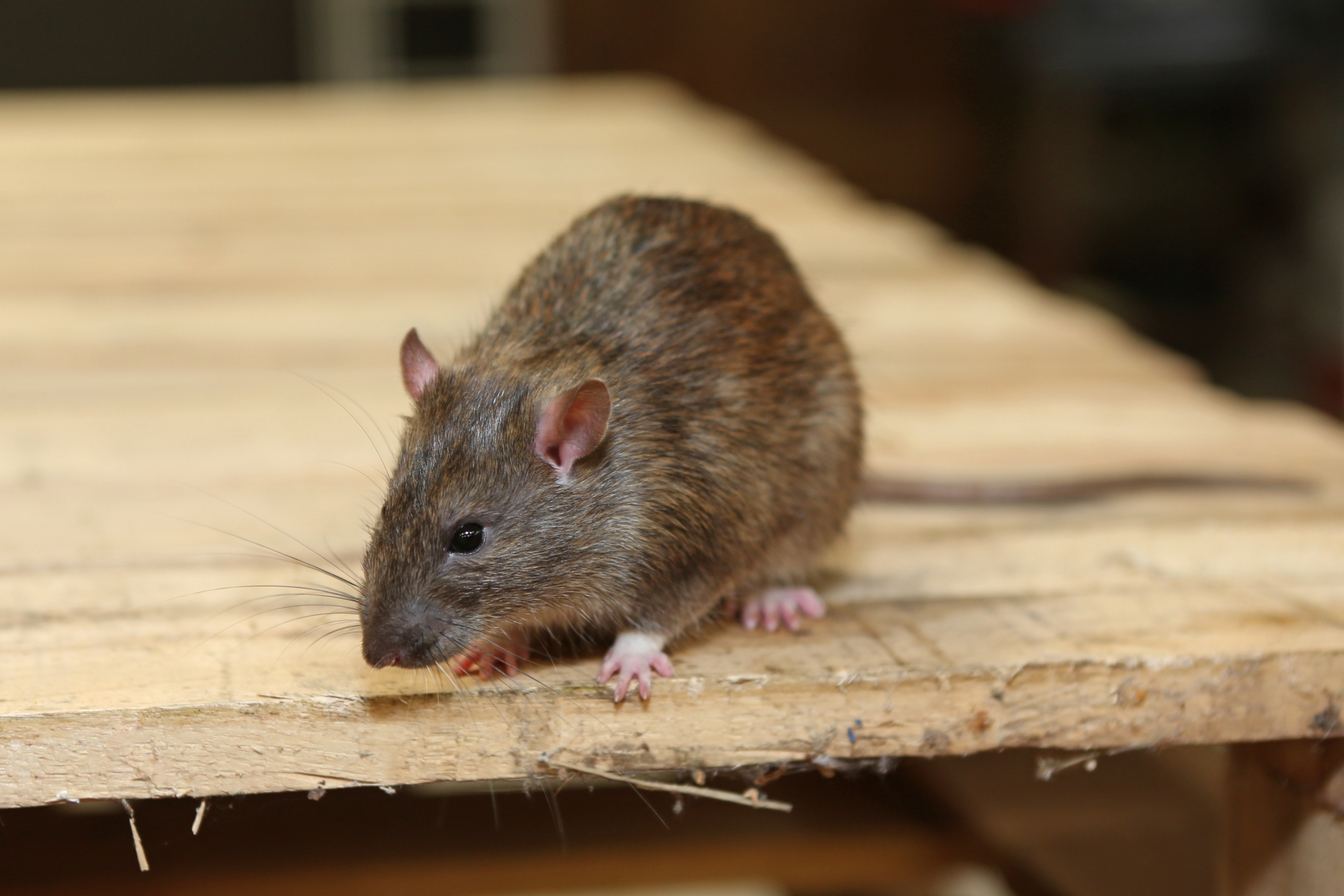 Rat extermination, Pest Control in Crystal Palace, Upper Norwood, SE19. Call Now 020 8166 9746