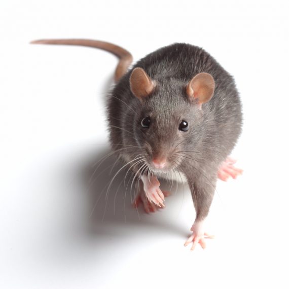 Rats, Pest Control in Crystal Palace, Upper Norwood, SE19. Call Now! 020 8166 9746