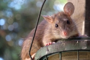 Rat Control, Pest Control in Crystal Palace, Upper Norwood, SE19. Call Now 020 8166 9746