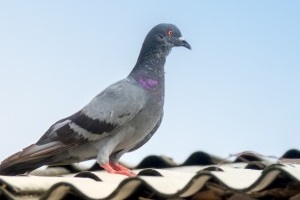 Pigeon Control, Pest Control in Crystal Palace, Upper Norwood, SE19. Call Now 020 8166 9746