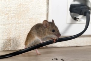 Mice Control, Pest Control in Crystal Palace, Upper Norwood, SE19. Call Now 020 8166 9746