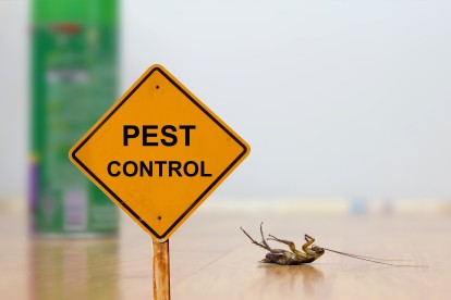 Pest Contol in Crystal Palace, Upper Norwood, SE19. Call Now 020 8166 9746