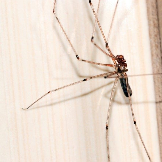 Spiders, Pest Control in Crystal Palace, Upper Norwood, SE19. Call Now! 020 8166 9746