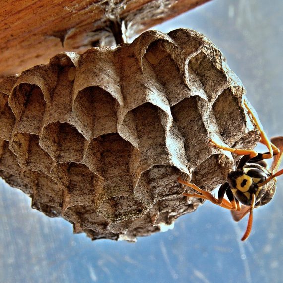 Wasps Nest, Pest Control in Crystal Palace, Upper Norwood, SE19. Call Now! 020 8166 9746